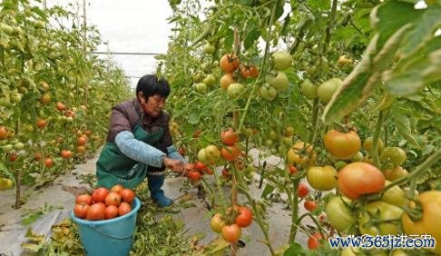 专业的股票配资网 种菜先学会选择肥料，有机肥哪些怎么分辨氮肥、磷肥和钾肥